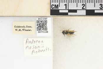 Media type: image;   Entomology 771138 Aspect: Labels